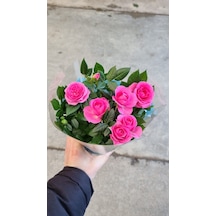 Rosa Gül Pembe