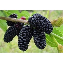 Siyah Dut Avusturalya Cins 60-100 Cm 1-2 Yaş Arası
