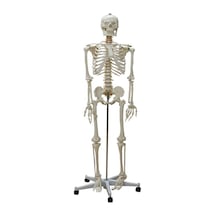 Tam Boy Iskelet Maketi 176 Cm Yarım Vücut Ligament. Omurilik Ve