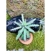 Aşkın Gözyaşı Bitkisi Mother Of Thousands 10-20 Cm