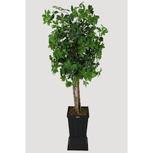 Yapay Çiçek Deposu Ahşap Saksıda Yapay Schefflera Şeflera Ağacı 180 Cm