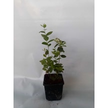 Yaban Mersini Fidanı 50-60 Cm