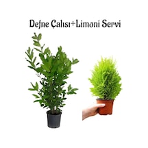 Defne Fidanı Kokulu 40-60cm + Limon Servi Fidanı 20-40cm 2'li Set Bahçe Bitkisi
