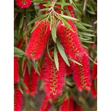 Videolu Fırça Çalısı Fidanı 50 70 Cm 1 Adet Saksılı Dış Mekan Ağaç Callistemon Leavis