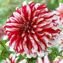 10 Adet Yıldız Çiçeği Tohumu Karışık Dahlia Yıldız Çiçek Tohumu Sürpriz Hediye Tohumludur..