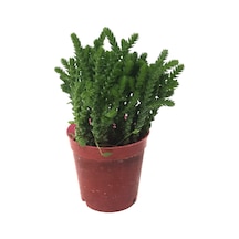 Crassula Lycopodioides (Sukulent) Ø5,5 CM Y0-10 CM