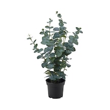Ikea Fejka Yapay Bitki 15 Cm Yeşil 206.152.72
