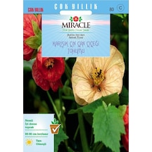 Miracle Karışık Renkli Çin Çan Çiçeği Tohumu 50 Tohum