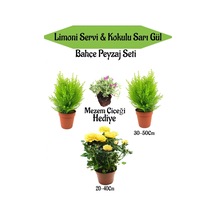 Bahçe Seti 2 Adet Limoni Servi Fidanı 1 Adet Sarı Gül Fidanı+hediye Mezem Çiçeği