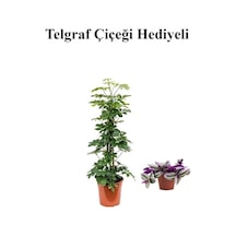 Hediyelik Yeşil Şeflera Bitkisi Sevgililer Gününe Özel Telgraf Hediyeli