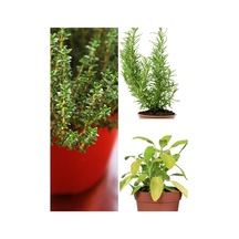 Mutfak Aromatik Bitki Seti 3 Adet Saksı Kekik-biberiye-adaçayı 20-40cm Thyme-sage-rosemary