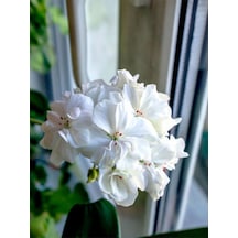 Videolu 1 Adet Beyaz Sakız Sardunya Çiçeği 15-25 Cm Saksılı Çiçekli Bodur Bitkiler Whıte Pelargonium