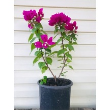 Bodur Begonvil Saksılı 70-80 Cm Boy Bougainvillea