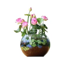 10 Adet Tohum Nadir Pembe Hint Nilüfer Lotusa Lotus Çiçeği Tohumu Organik Mis Kokulu Çiçek