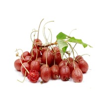 Tüplü Elaeagnus Umbellata Güz Zeytini Fidanı
