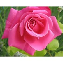 Pembe Yediveren Gül 25 35 Cm Saksıda Aşılı Gül Fidanı Pink Rose