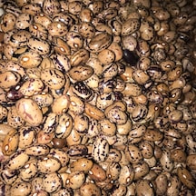 Yerli UzunEnli Erken Sırık Fasulye Tohumu 500 GR Alacalı