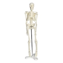 Tam İskelet Maketi 45 CM Model 4