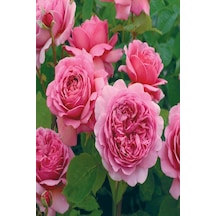 Gardenbox Tüplü Aşılı Pink Antike Star Yediveren Gül Fidanı Canlı