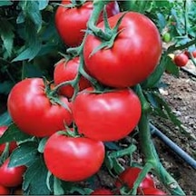 100 Adet Tohum Sırık Bulgar Domatesi Tohumu Saksı Toprak Hediyemiz