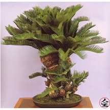 Bodur Bonsai Palmiye Ağacı Tohum 3 Tohum +Saksı+Toprak+ Toh