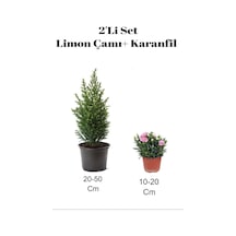2'li Set Limon Kokulu Limon Çamı+ Pembe Karanfi Dış Mekan Bitkisi