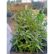 3 Adet Goji Berry Fidanı Siyah Gojiberry Nadir Bulunan Cins Tüplü Aşılı ..12 Aydikim .