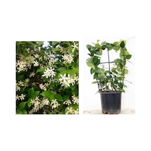 Arap Yasemini Pergola Formlu 40-60 Cm