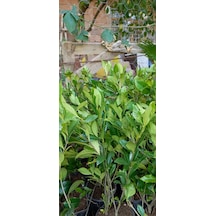 Gardenya Saksıda Kokulu Çiçek Fidanı 50cm