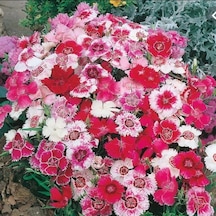 Dianthus Heddewigii Baby Doll Karanfil Çiçeği Tohumu 100 Adet