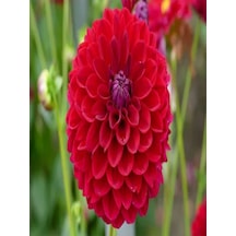 Videolu 1 Adet Kırmızı Yıldız Çiçeği Fidanı Fidanı 20-40 Cm Tüplü Çiçekli Bodur Bitkiler Dahlia