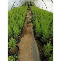Limon Selvi 10 Adet Kokulu Limon Cupressus Macrocarpa Goldcrest Saksılı 30-35 Cm