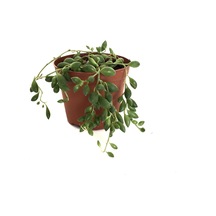 Senecio Rowleyanus (Tesbih Çiçeği) Ø5,5 CM H0-10 CM
