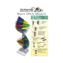 Dna Modeli 1 Paket Kartondan Dna Yapım Seti Dna Sarmalı Deney Yapım Seti Okul Materyali Fen Bilimleri