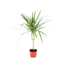 Alacalı Madagaskar Dragon Ağacı - Dracaena Marginata
