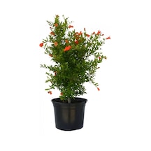 Bodur Süs Narı 1. Kalite 30-60 Cm Saksılı Çiçekli Bodur Bitkiler Pomegranate Tree