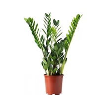 Zamia Bitkisi - Zeze Çiçeği 2 Adet  2948