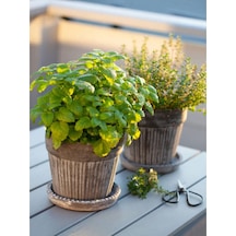 Videolu Kekik Biberiye Seti 10 20 Cm 2 Adet Kekik Biberiye Fidesi Thyme Rosemary
