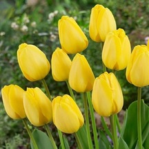 Golden Parade Sarı Lale Soğanı 5  Adet