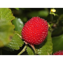 "2 Yaşında Ahududu Fidanı - Rubus İdaeus, Bahçenize Lezzet K...