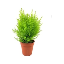 Limon Çamı Servi Fidanı 50-70 Cm 1 Adet