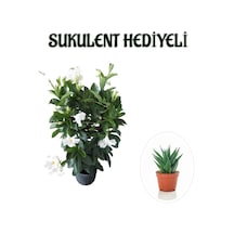 Kokulu Beyaz Mandevilla Sarmaşığı Sevgililer Gününe Özel Sukulent Hediyeli