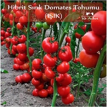Hibrit Sırık Domates Tohumu Işık 10 Adet F1 Hibrit Domates Tohumu Standart