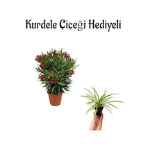 Kırmızı Renk Bodur Zakkum Fidanı Sevgilier Gününe Özel Kurdele Çiçeği Hediyeli