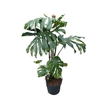 Monstera Deliciosa 'Thai Constellation' (Deve Tabanı) Ø27 CM Y100-125 CM