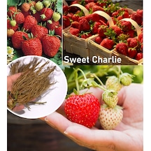 Sweet Charlie Çilek Fidesi 100 Adet Yediveren Çilek Fide Açık Kök