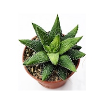 Haworthia Pumila 15 Adet