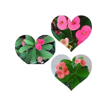 Pembe Japon Iğnesi Dikenler Tacı Euphorbia Milii 10-20 Cm