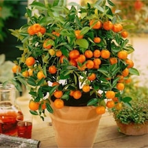 Bonsai Mandalina Ağacı Tohumu 2 Adet Tohum