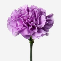 Chabaud Violet Katmerli Karanfil Çiçeği Tohumu 70 Adet